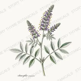 Lead Plant — vintage botanical Prairie Flowers print on a white background