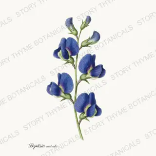Wild Indigo — vintage botanical Prairie Flowers print on a white background