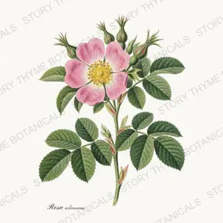 Prairie Rose — vintage botanical Prairie Flowers print on a white background