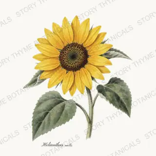 Downy Sunflower — vintage botanical Prairie Flowers print on a white background