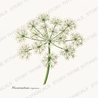 Culvers Root — vintage botanical Prairie Flowers print on a white background