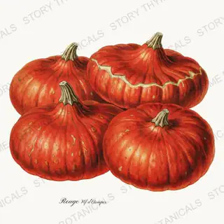 Cinderella — vintage botanical Heirloom Pumpkins print on a white background