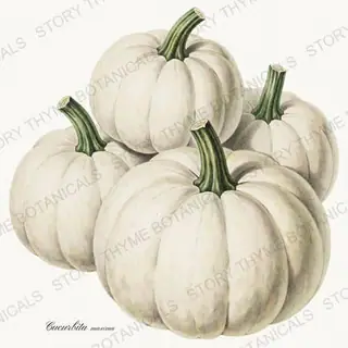 Lumina — vintage botanical Heirloom Pumpkins print on a white background