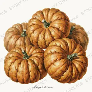 Fairytale — vintage botanical Heirloom Pumpkins print on a white background