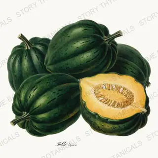 Acorn — vintage botanical Heirloom Pumpkins print on a white background