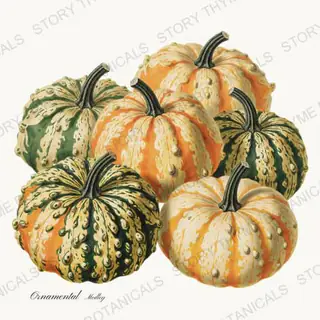 Warted Gourds — vintage botanical Heirloom Pumpkins print on a white background