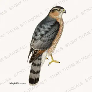 Coopers Hawk — vintage botanical Birds of Prey print on a white background