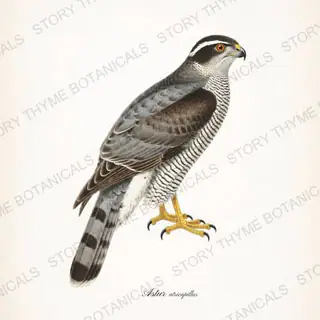 Northern Goshawk — vintage botanical Birds of Prey print on a white background