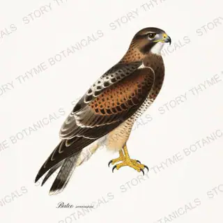 Swainsons Hawk — vintage botanical Birds of Prey print on a white background