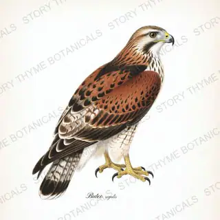 Ferruginous Hawk — vintage botanical Birds of Prey print on a white background