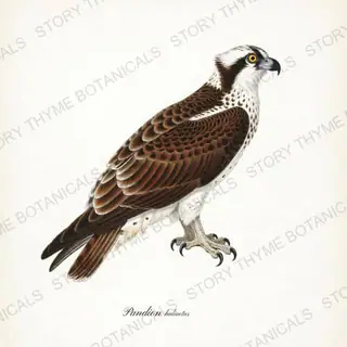 Osprey — vintage botanical Birds of Prey print on a white background