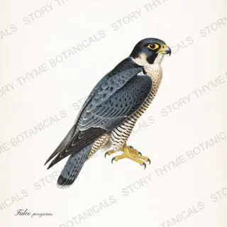 Peregrine Falcon — vintage botanical Birds of Prey print on a white background