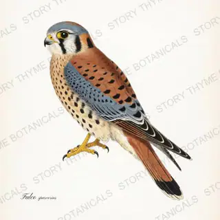 American Kestrel — vintage botanical Birds of Prey print on a white background