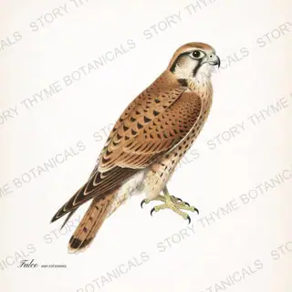 Prairie Falcon — vintage botanical Birds of Prey print on a white background