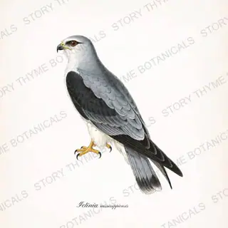 Mississippi Kite — vintage botanical Birds of Prey print on a white background