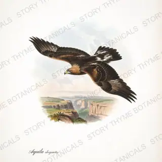 Golden Eagle Banking — vintage botanical Birds of Prey in Flight print on a white background