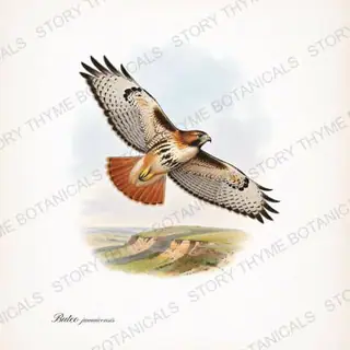 Red Tailed Hawk Circling — vintage botanical Birds of Prey in Flight print on a white background