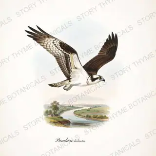 Osprey River — vintage botanical Birds of Prey in Flight print on a white background
