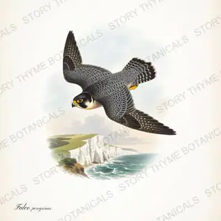 Peregrine Stoop — vintage botanical Birds of Prey in Flight print on a white background