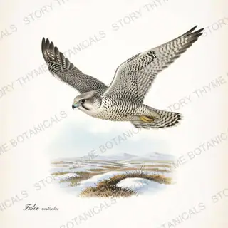 Gyrfalcon Tundra — vintage botanical Birds of Prey in Flight print on a white background