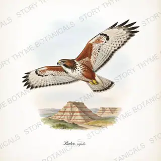 Ferruginous Badlands — vintage botanical Birds of Prey in Flight print on a white background