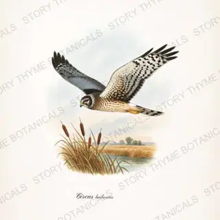 Harrier Marsh — vintage botanical Birds of Prey in Flight print on a white background