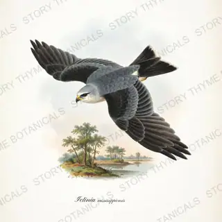 Mississippi Kite Wheeling — vintage botanical Birds of Prey in Flight print on a white background