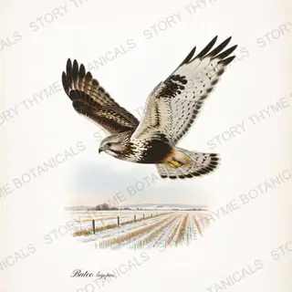 Rough Legged Hover — vintage botanical Birds of Prey in Flight print on a white background