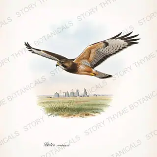Swainsons Prairie — vintage botanical Birds of Prey in Flight print on a white background