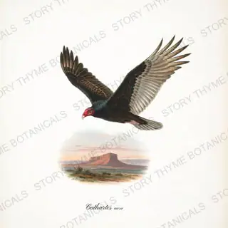 Turkey Vulture Mesa — vintage botanical Birds of Prey in Flight print on a white background