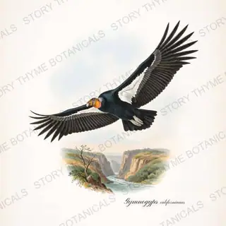 California Condor — vintage botanical Birds of Prey in Flight print on a white background