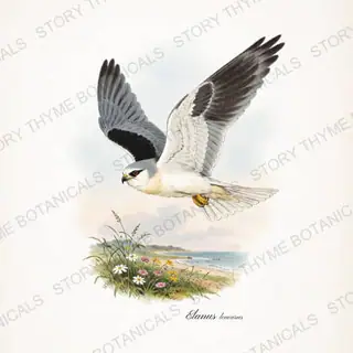 White Tailed Kite Hover — vintage botanical Birds of Prey in Flight print on a white background