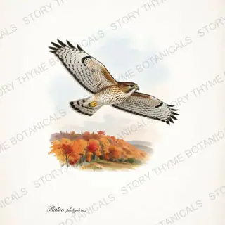 Broad Winged Ridge — vintage botanical Birds of Prey in Flight print on a white background