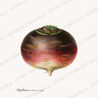 Black Radish — vintage botanical Roots & Alliums print on a white background