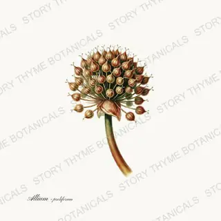 Walking Onion — vintage botanical Roots & Alliums print on a white background