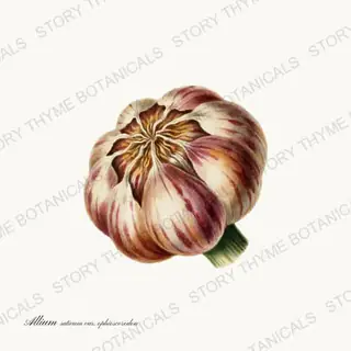 Hardneck Garlic — vintage botanical Roots & Alliums print on a white background