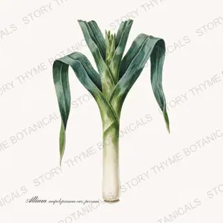 Leek — vintage botanical Roots & Alliums print on a white background