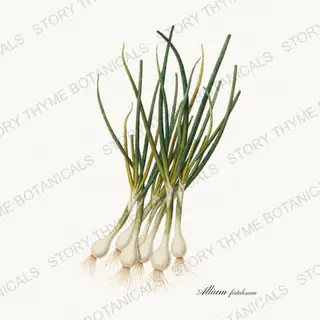 Welsh Onion — vintage botanical Roots & Alliums print on a white background