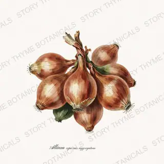 Shallot — vintage botanical Roots & Alliums print on a white background