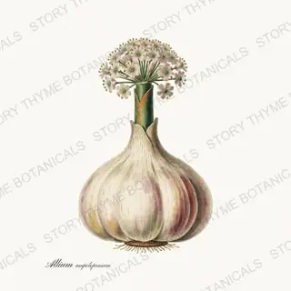 Elephant Garlic — vintage botanical Roots & Alliums print on a white background