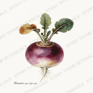 Turnip — vintage botanical Roots & Alliums print on a white background