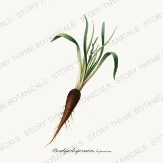 Scorzonera — vintage botanical Roots & Alliums print on a white background