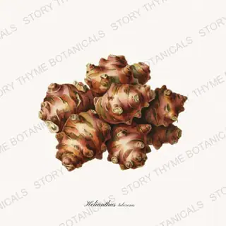 Sunchoke — vintage botanical Roots & Alliums print on a white background