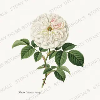 Madame Hardy — vintage botanical Heirloom Roses print on a white background