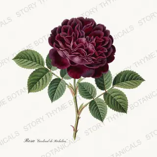 Cardinal de Richelieu — vintage botanical Heirloom Roses print on a white background