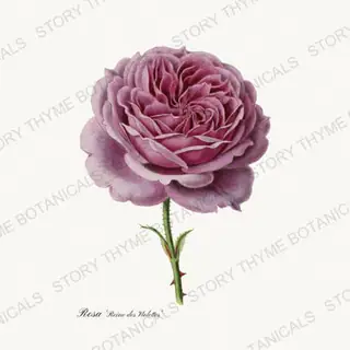 Reine des Violettes — vintage botanical Heirloom Roses print on a white background