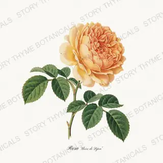 Gloire de Dijon — vintage botanical Heirloom Roses print on a white background