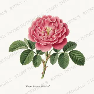 Comte de Chambord — vintage botanical Heirloom Roses print on a white background