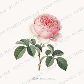 Konigin von Danemark — vintage botanical Heirloom Roses print on a white background