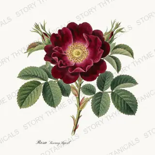 Tuscany Superb — vintage botanical Heirloom Roses print on a white background